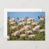 Tule Elk | Point Reyes National Seashore, CA Postkarte (Vorne/Hinten)