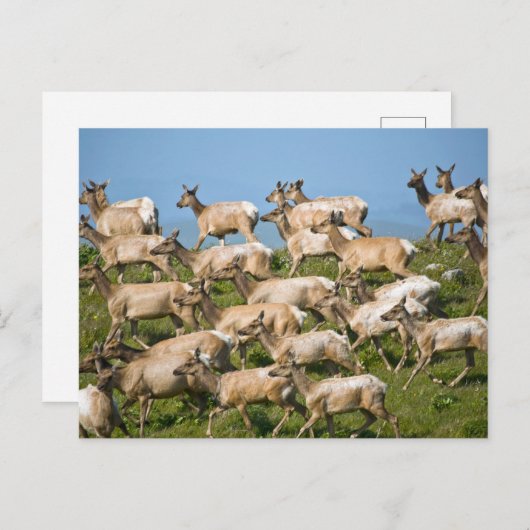 Tule Elk | Point Reyes National Seashore, CA Postkarte (Vorne/Hinten)