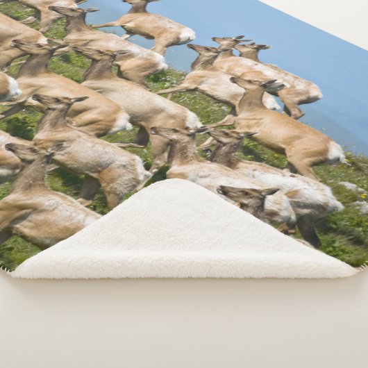 Tule Elk | Point Reyes National Seashore, CA Sherpadecke (3/4)