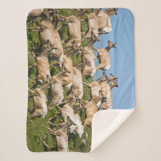 Tule Elk | Point Reyes National Seashore, CA Sherpadecke (Vorderseite)