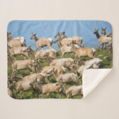 Tule Elk | Point Reyes National Seashore, CA Sherpadecke (Vorderseite (Horizontal))