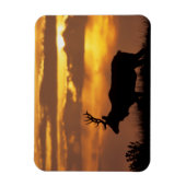Tule Elk | Point Reyes National Seashore Magnet (Vertikal)