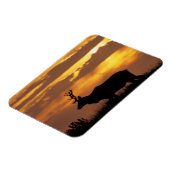 Tule Elk | Point Reyes National Seashore Magnet (Linke Seite)