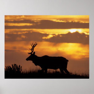 Tule Elk Point Reyes National Seashore Poster