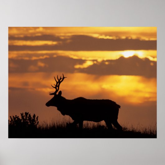 Tule Elk | Point Reyes National Seashore Poster (Vorne)