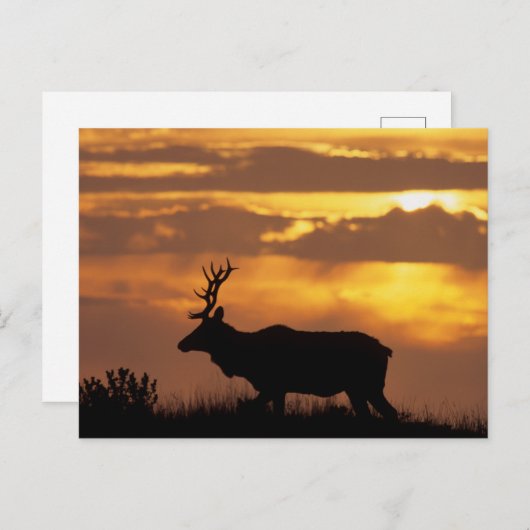 Tule Elk | Point Reyes National Seashore Postkarte (Vorne/Hinten)
