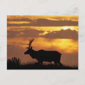 Tule Elk | Point Reyes National Seashore Postkarte (Vorderseite)