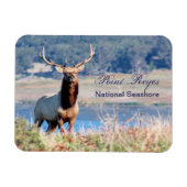 Tule Elk Reserve Point Reyes Magnet (Horizontal)