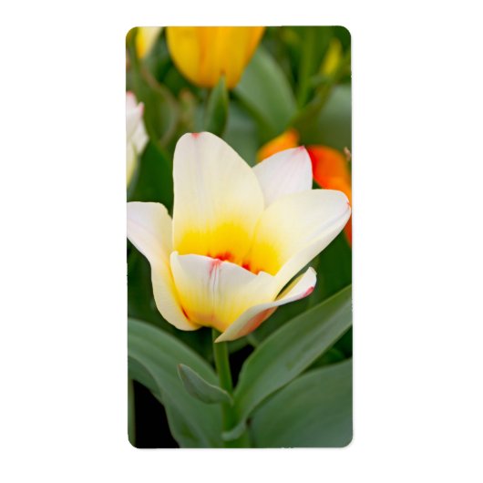 Tulip (Vorne)