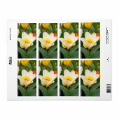 Tulip (Vorne)