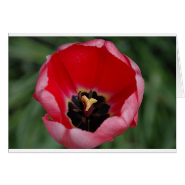 Tulip (Vorderseite (Horizontal))