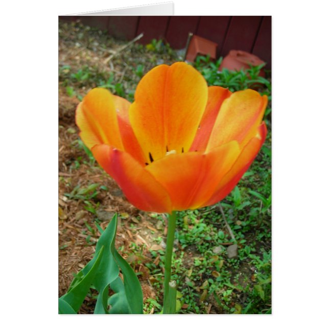 Tulip (Vorne)