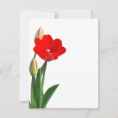 Tulip (Vorderseite)