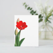 Tulip (Stehend Vorderseite)