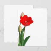 Tulip (Vorne/Hinten)
