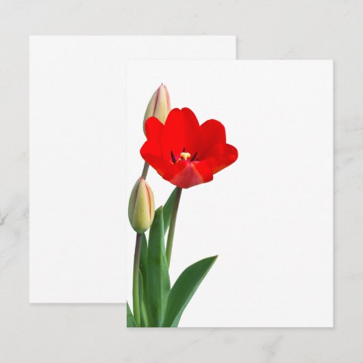 Tulip (Vorne/Hinten)