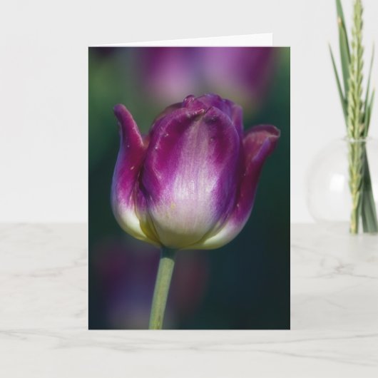 Tulip01 Karte (Vorderseite)
