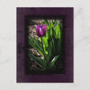 Tulip 0243 Lila Postkarten