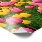 Tulip 1 Print Fotodruck (Ecke)