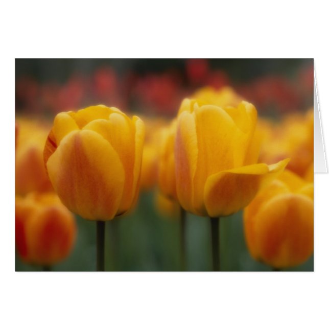 Tulip 2 (Vorderseite (Horizontal))