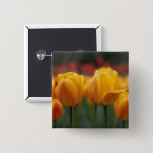 Tulip 2 button (Vorne & Hinten)