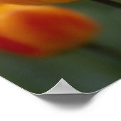 Tulip 2 poster (Ecke)