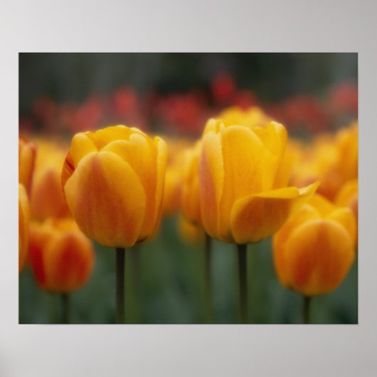 Tulip 2 poster (Vorne)