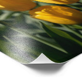 Tulip 3 fotodruck (Ecke)