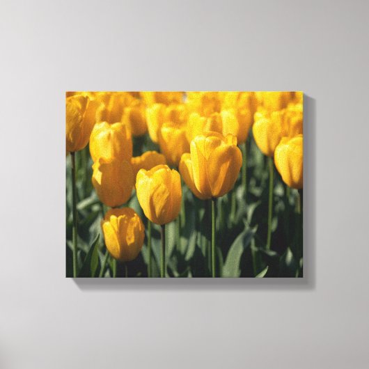 Tulip 3 leinwanddruck (Vorderseite)