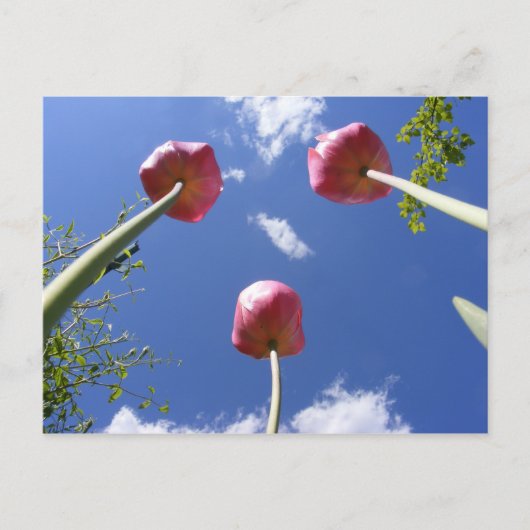 Tulip 3 "Worms eye view" ~ Postcard Postkarte (Vorderseite)