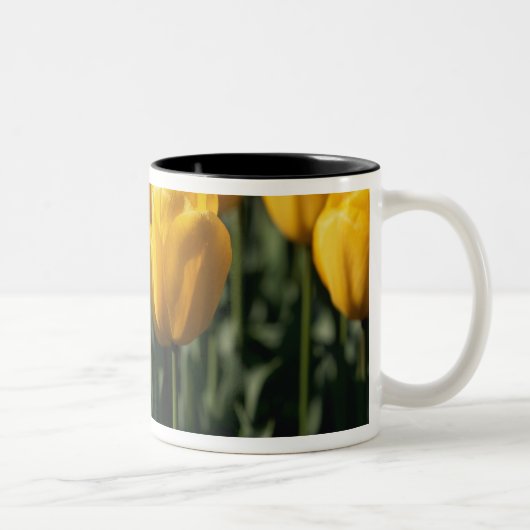 Tulip 3 zweifarbige tasse (Rechts)