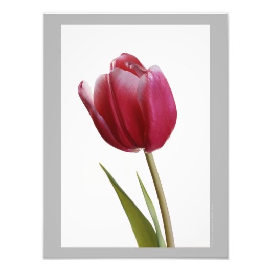 Tulip 7 - Single leuchtend rote Tulpenblüte Fotodruck (Vorne)