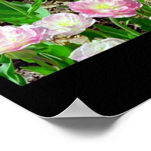 Tulip Angelique Poster (Ecke)