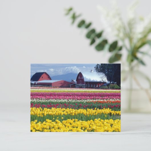 Tulip-Anzeigefeld Postkarte (Stehend Vorderseite)
