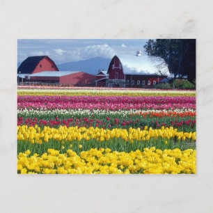 Tulip-Anzeigefeld Postkarte