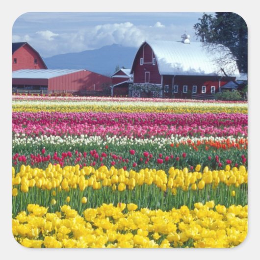 Tulip-Anzeigefeld Quadratischer Aufkleber (Vorderseite)