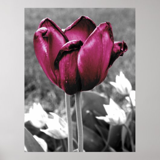 Tulip Art Poster (Vorne)