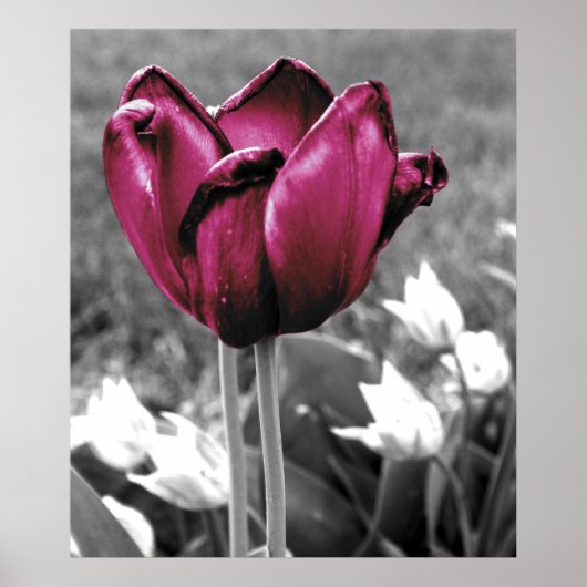 Tulip Art Poster (Vorne)