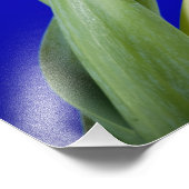 Tulip auf blauem Hintergrund Fotodruck (Ecke)