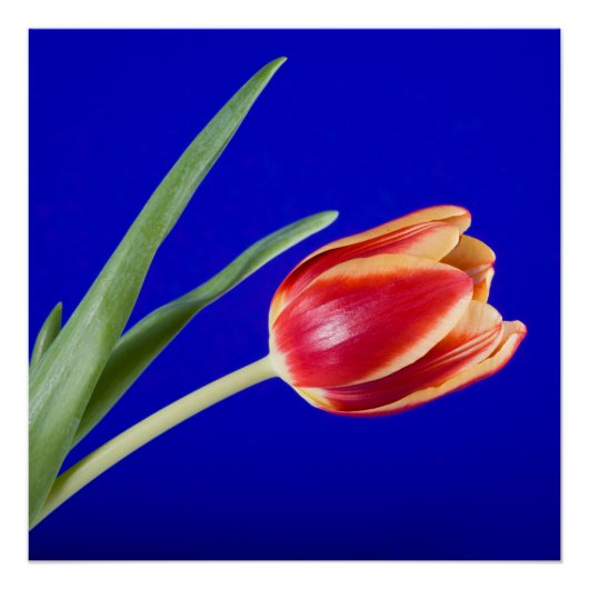 Tulip auf blauem Hintergrund Poster (Vorderseite)