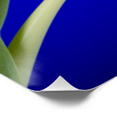 Tulip auf blauem Hintergrund Poster (Ecke)