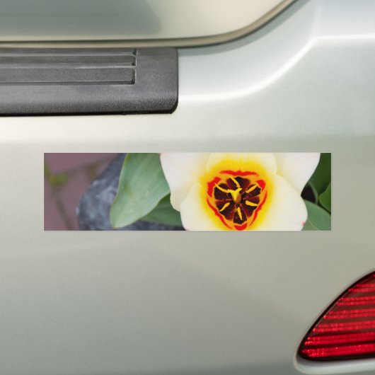 Tulip Autoaufkleber (Auf Auto)