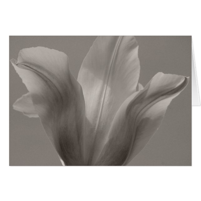 Tulip Black und White (Vorderseite (Horizontal))
