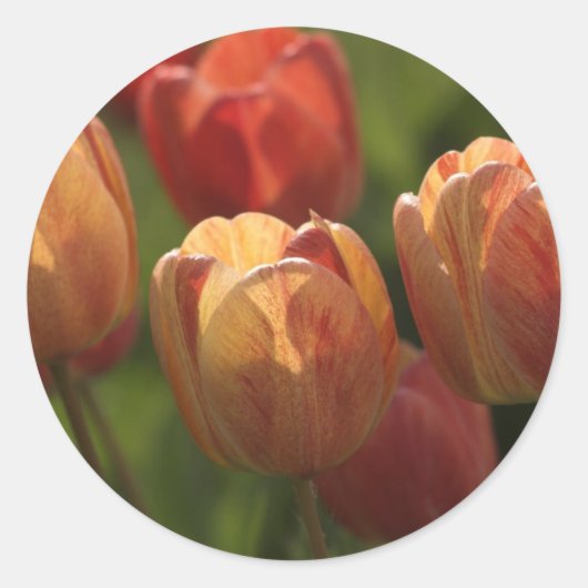Tulip Blossoms Stickers (Vorderseite)