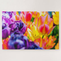 Tulip-Blume auf Blumenbeeten