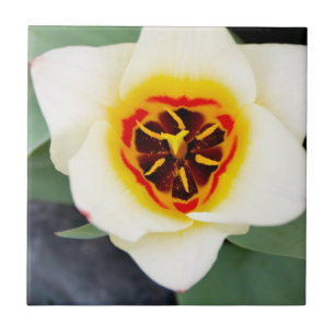 Tulip-Blume Fliese