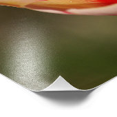 Tulip Blume Foto (Ecke)