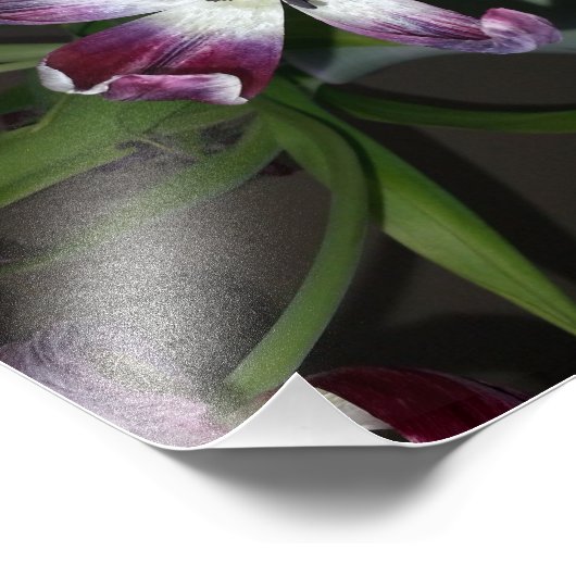 Tulip Blume Fotodruck (Ecke)