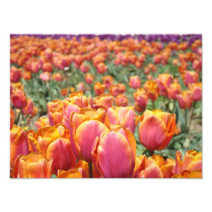 Tulip Blume Fotokunst druckt Tulips Floral Fotodruck