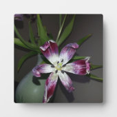 Tulip Blume Fotoplatte (Vorderseite)